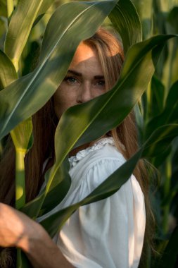 Yazın, batan güneşin ışığında, mısır tarlasında yeşil yaprakların arasında uzun kızıl saçlı güzel bir kadın..