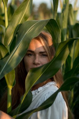 Yazın, batan güneşin ışığında, mısır tarlasında yeşil yaprakların arasında uzun kızıl saçlı güzel bir kadın..