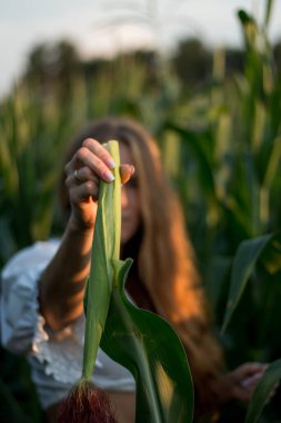 Yazın, batan güneşin ışığında, mısır tarlasında yeşil yaprakların arasında uzun kızıl saçlı güzel bir kadın..