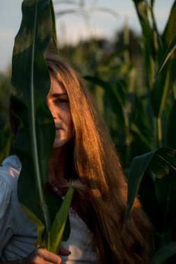 Yazın, batan güneşin ışığında, mısır tarlasında yeşil yaprakların arasında uzun kızıl saçlı güzel bir kadın..
