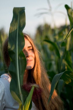 Yazın, batan güneşin ışığında, mısır tarlasında yeşil yaprakların arasında uzun kızıl saçlı güzel bir kadın..