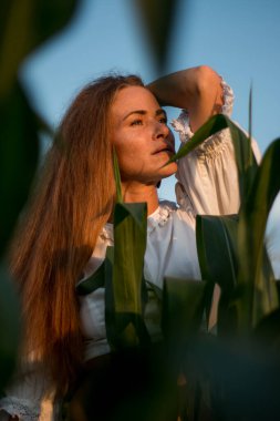 Yazın, batan güneşin ışığında, mısır tarlasında yeşil yaprakların arasında uzun kızıl saçlı güzel bir kadın..