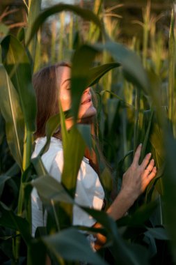 Yazın, batan güneşin ışığında, mısır tarlasında yeşil yaprakların arasında uzun kızıl saçlı güzel bir kadın..
