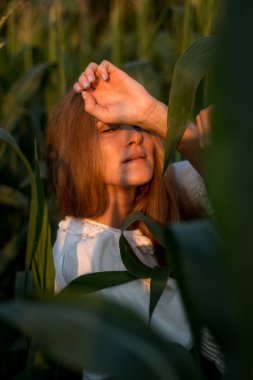 Yazın, batan güneşin ışığında, mısır tarlasında yeşil yaprakların arasında uzun kızıl saçlı güzel bir kadın..