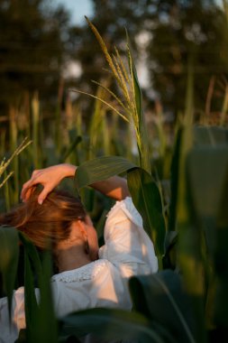 Yazın, batan güneşin ışığında, mısır tarlasında yeşil yaprakların arasında uzun kızıl saçlı güzel bir kadın..