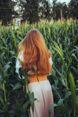 Yazın, batan güneşin ışığında, mısır tarlasında yeşil yaprakların arasında uzun kızıl saçlı güzel bir kadın..