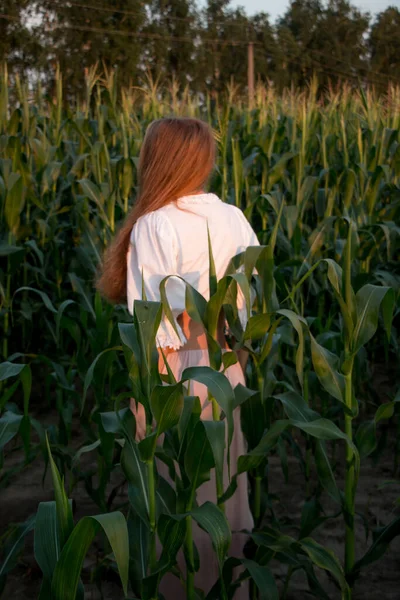 Yazın, batan güneşin ışığında, mısır tarlasında yeşil yaprakların arasında uzun kızıl saçlı güzel bir kadın..