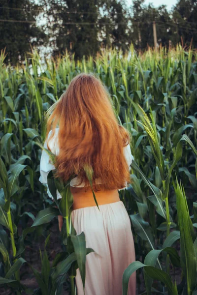 Yazın, batan güneşin ışığında, mısır tarlasında yeşil yaprakların arasında uzun kızıl saçlı güzel bir kadın..