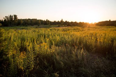 Gün batımının arka planında farklı çiçekler ve otlar. Yaz doğal güzel arka plan.