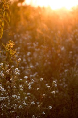 Gün batımının arka planında farklı çiçekler ve otlar. Yaz doğal güzel arka plan.