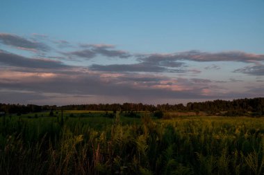 Gün batımının arka planında farklı çiçekler ve otlar. Yaz doğal güzel arka plan.