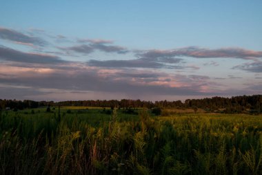 Gün batımının arka planında farklı çiçekler ve otlar. Yaz doğal güzel arka plan.