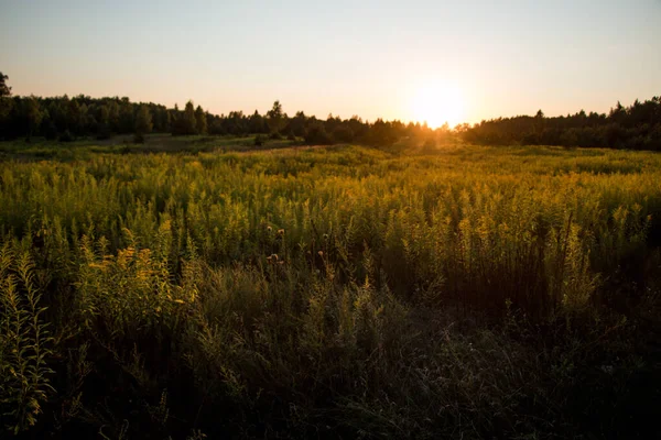 Gün batımının arka planında farklı çiçekler ve otlar. Yaz doğal güzel arka plan.