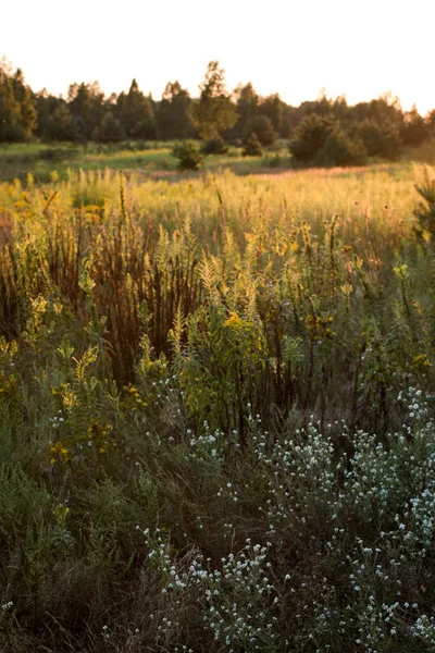 Prado Selvagem Diferentes Flores Ervas Fundo Luz Solar Por Sol — Fotografia de Stock