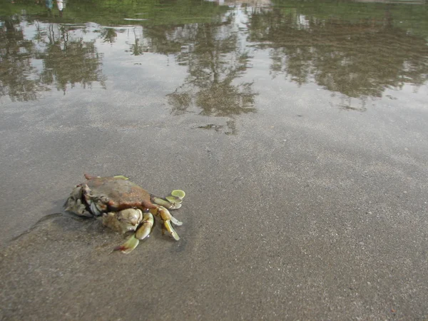 Crabe à la plage — Photo