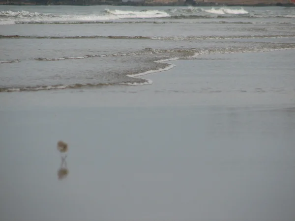 Vogel am Strand — Stockfoto