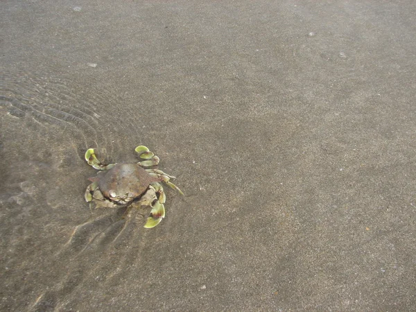 Krab op strand — Stockfoto