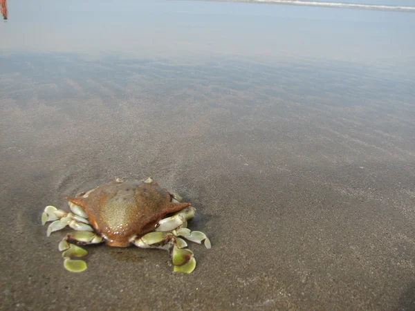 Crabe à la plage — Photo