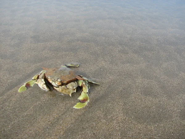 Caranguejo na praia — Fotografia de Stock