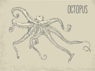 Elle çizilmiş bej ahtapot