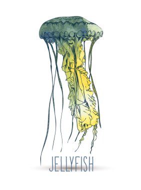 Elle çizilmiş denizanası.