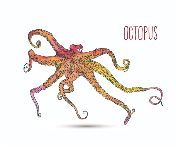 Handgezeichneter Oktopus — Stockvektor