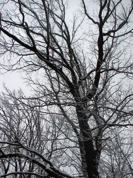 Inverno com queda de neve — Fotografia de Stock