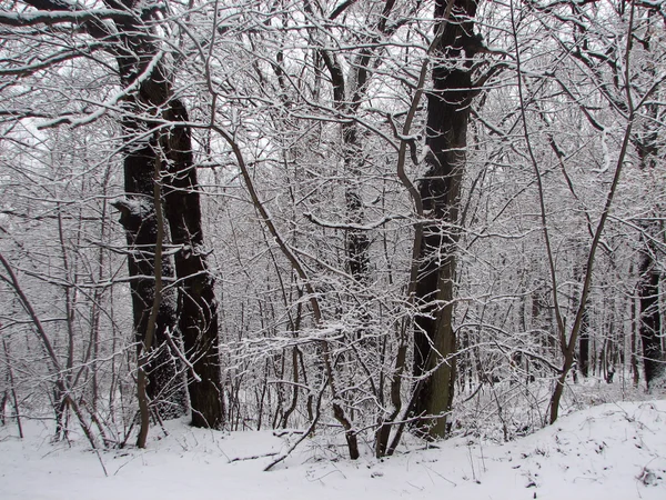 Vintern med fallande snö — Stockfoto