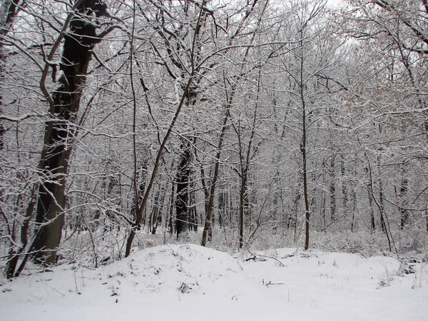 Vintern med fallande snö — Stockfoto