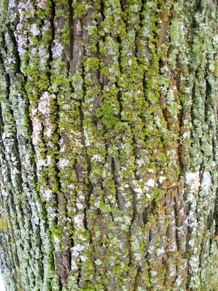 Old oak tree bark texture pattern — Stock Photo, Image