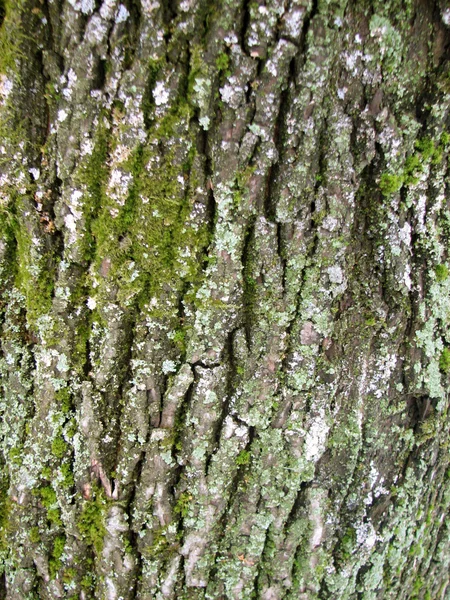 Old oak tree bark texture pattern — Stock Photo, Image