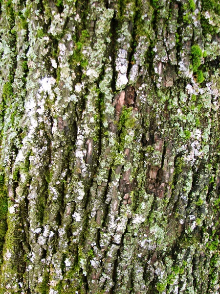 Velho padrão de textura casca de carvalho árvore — Fotografia de Stock