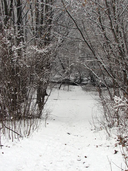 Invierno con nieve cayendo —  Fotos de Stock