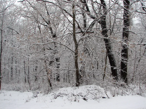 Inverno con neve che cade — Foto Stock