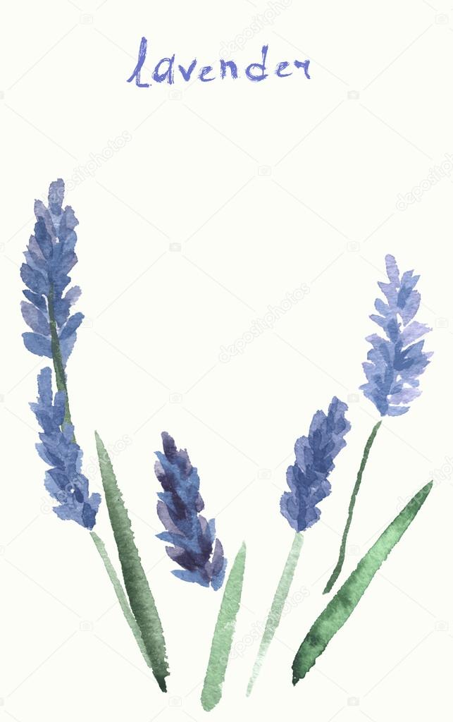 Vector watercolor lavender with blue bright watercolor ribbon.