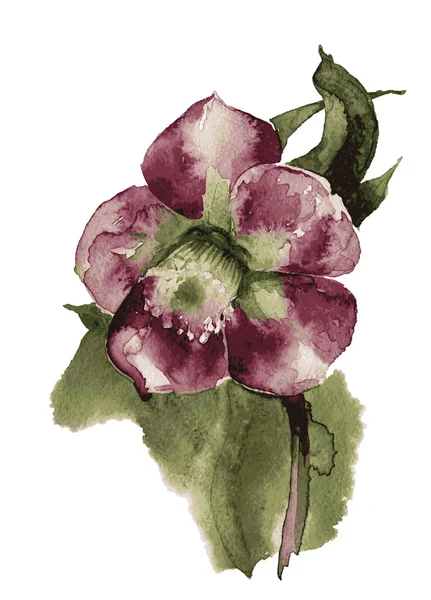 Roze aquarel bloem — Stockvector