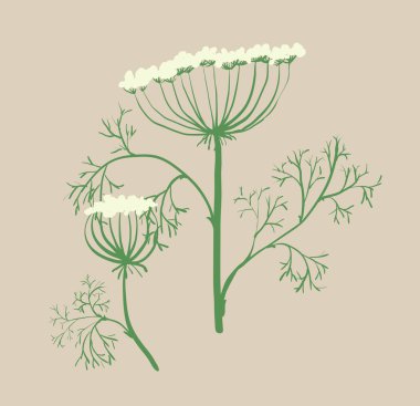 Çiçek açan rezene silüeti.