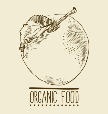 Elle çizilmiş elma kroki