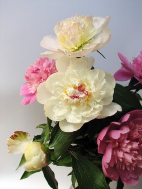 Peonies pembe ve beyaz buket 