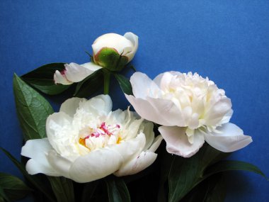 Taze beyaz Şakayık çiçekleri