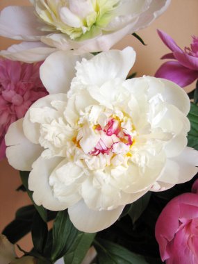 Peonies pembe ve beyaz buket 