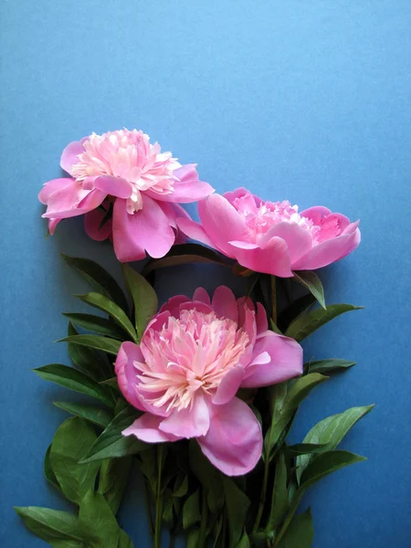 Цветущий розовый пион — стоковое фото