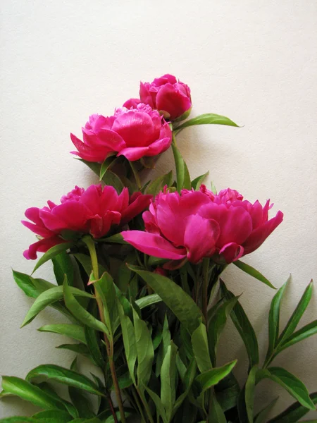 Kvetoucí růžová Pivoňka — Stock fotografie