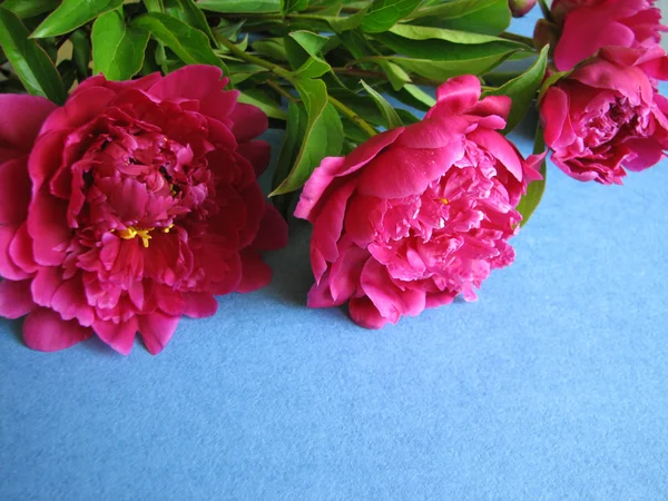 Peonía rosa floreciente — Foto de Stock