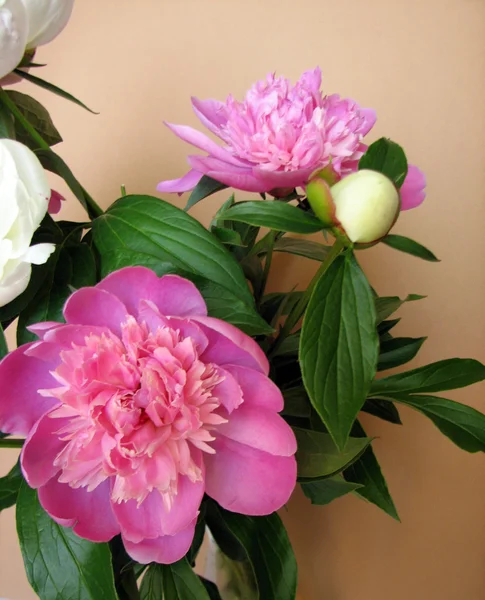 Růžové a bílé kytice pivoněk — Stock fotografie