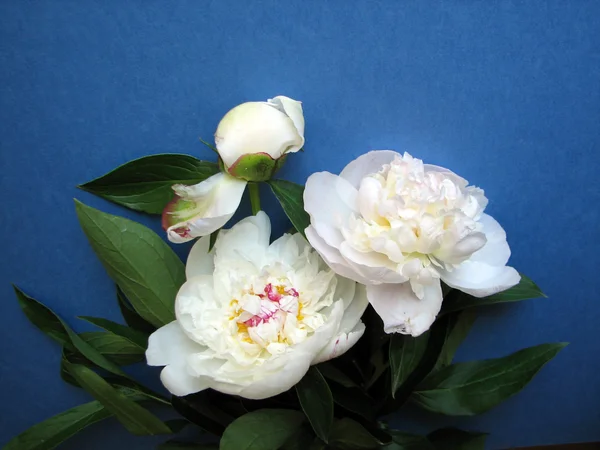 新鲜的白牡丹花朵 — 图库照片