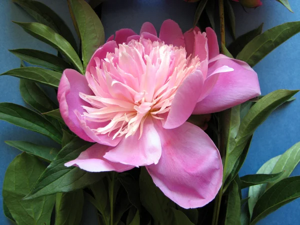 Цветущий розовый пион — стоковое фото