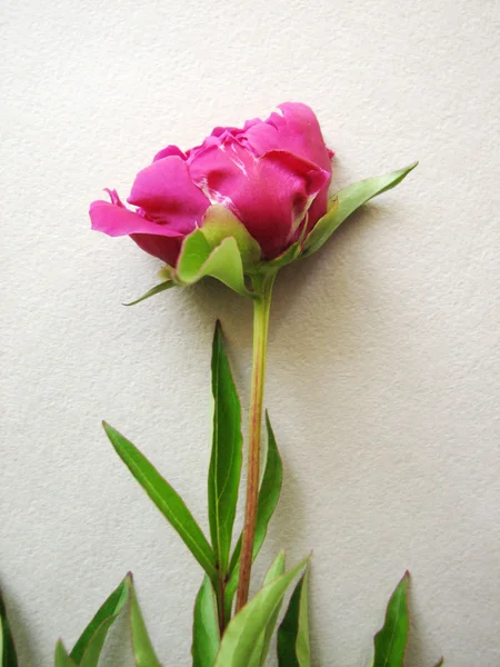ピンクの牡丹咲く — ストック写真