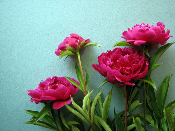 Peonia rosa in fiore — Foto Stock