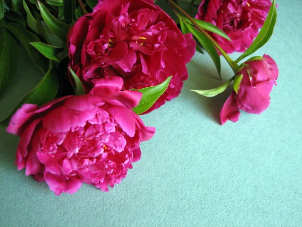 Kwitnący różowa piwonia — Zdjęcie stockowe
